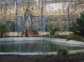 tigri al parco zoo di napoli
