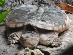 Tartarughe pericolose