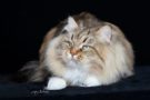 Gattomania 2018 - la bellezza dei gatti in mostra
