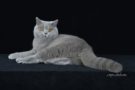 Gattomania 2018 - la bellezza dei gatti in mostra 1