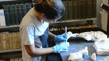 Progetto di riscoperta, restauro e valorizzazione di un cratere di marmo 1